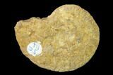 Jurassic Ammonite (Taramelliceras) Fossil - France #157224-1